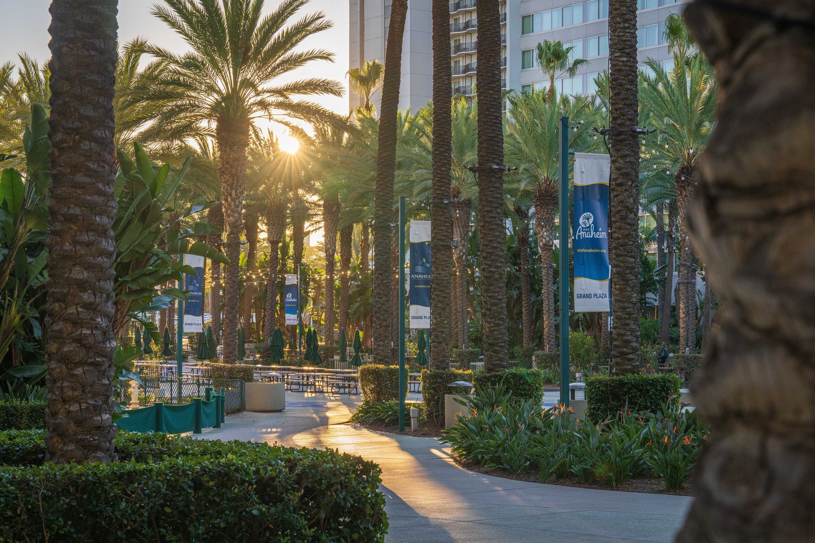 Palm trees lining the Grand Plaza outside the Anaheim Convention Center at sunset