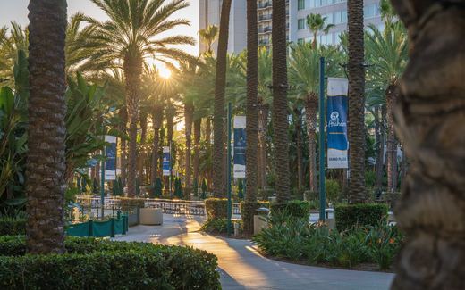 Palm trees lining the Grand Plaza outside the Anaheim Convention Center at sunset